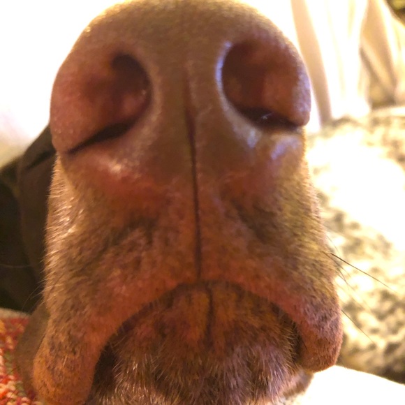 Closing Closet! Prices just slashed! Ask to swap even if it’s not an even trade - Picture 1 of 1